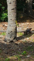 Anolis equestris