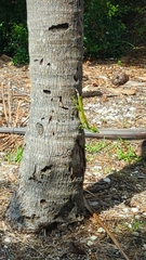 Anolis equestris