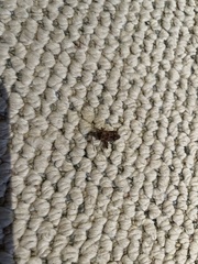 Leptoglossus occidentalis