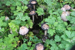 Coprinus comatus