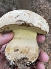 Caloboletus marshii