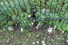 Coprinus comatus