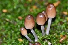 Mycena tintinnabulum