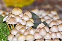 Mycena tintinnabulum