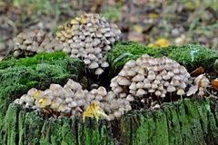 Mycena tintinnabulum