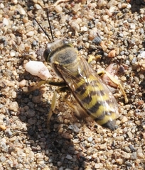 Bembix oculata