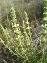 Sideritis tragoriganum
