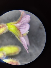 Epilobium parviflorum