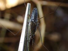 Gerris odontogaster