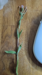 Epilobium parviflorum