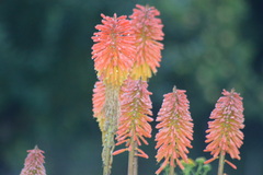 Kniphofia uvaria
