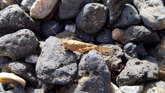 Sphingonotus rubescens