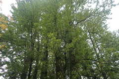 Populus × berolinensis