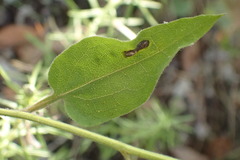 Symphyotrichum anomalum
