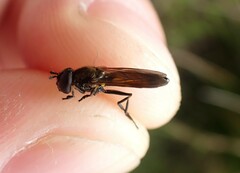 Pyrophaena granditarsis