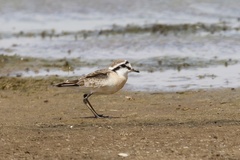 Charadrius pecuarius