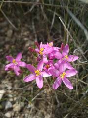 Centaurium quadrifolium barrelieri