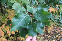 Populus × berolinensis