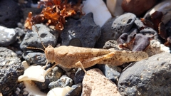 Sphingonotus rubescens