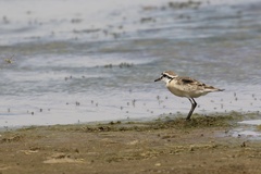 Charadrius pecuarius