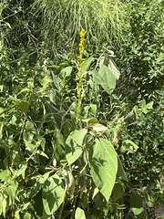 Solidago mexicana