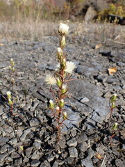 Symphyotrichum ciliatum