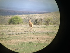 Alcelaphus buselaphus lelwel