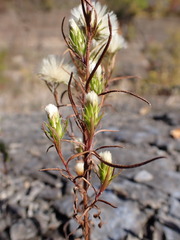 Symphyotrichum ciliatum