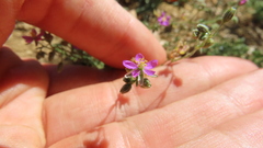 Spergularia purpurea