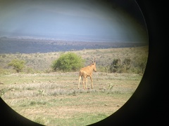 Alcelaphus buselaphus lelwel