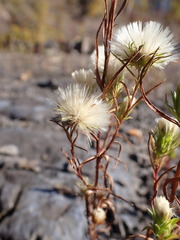 Symphyotrichum ciliatum