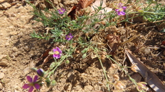 Spergularia purpurea