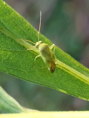 Taylorilygus apicalis
