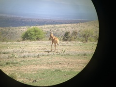 Alcelaphus buselaphus lelwel