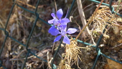 Delphinium consolida