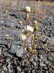 Symphyotrichum ciliatum