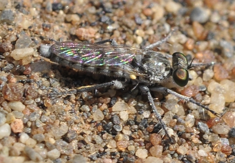 Dichropogon schineri