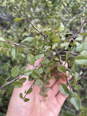 Rhamnus crocea
