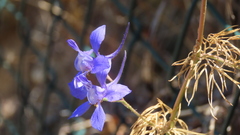 Delphinium consolida
