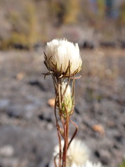 Symphyotrichum ciliatum
