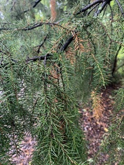 Juniperus rigida