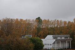 Populus × berolinensis