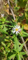 Symphyotrichum