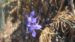 Delphinium consolida