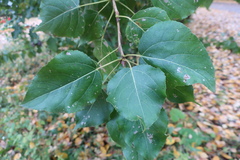 Populus × berolinensis