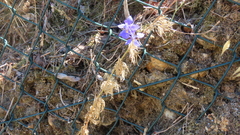 Delphinium consolida