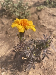 Tagetes