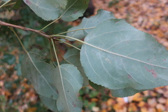 Populus × berolinensis