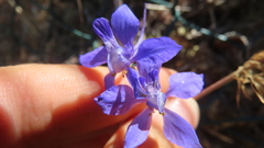 Delphinium consolida