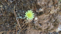 Andryala integrifolia